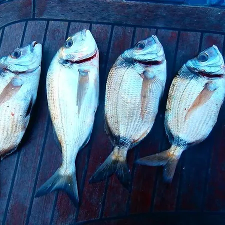 Stone House Na Rudini Zlarin